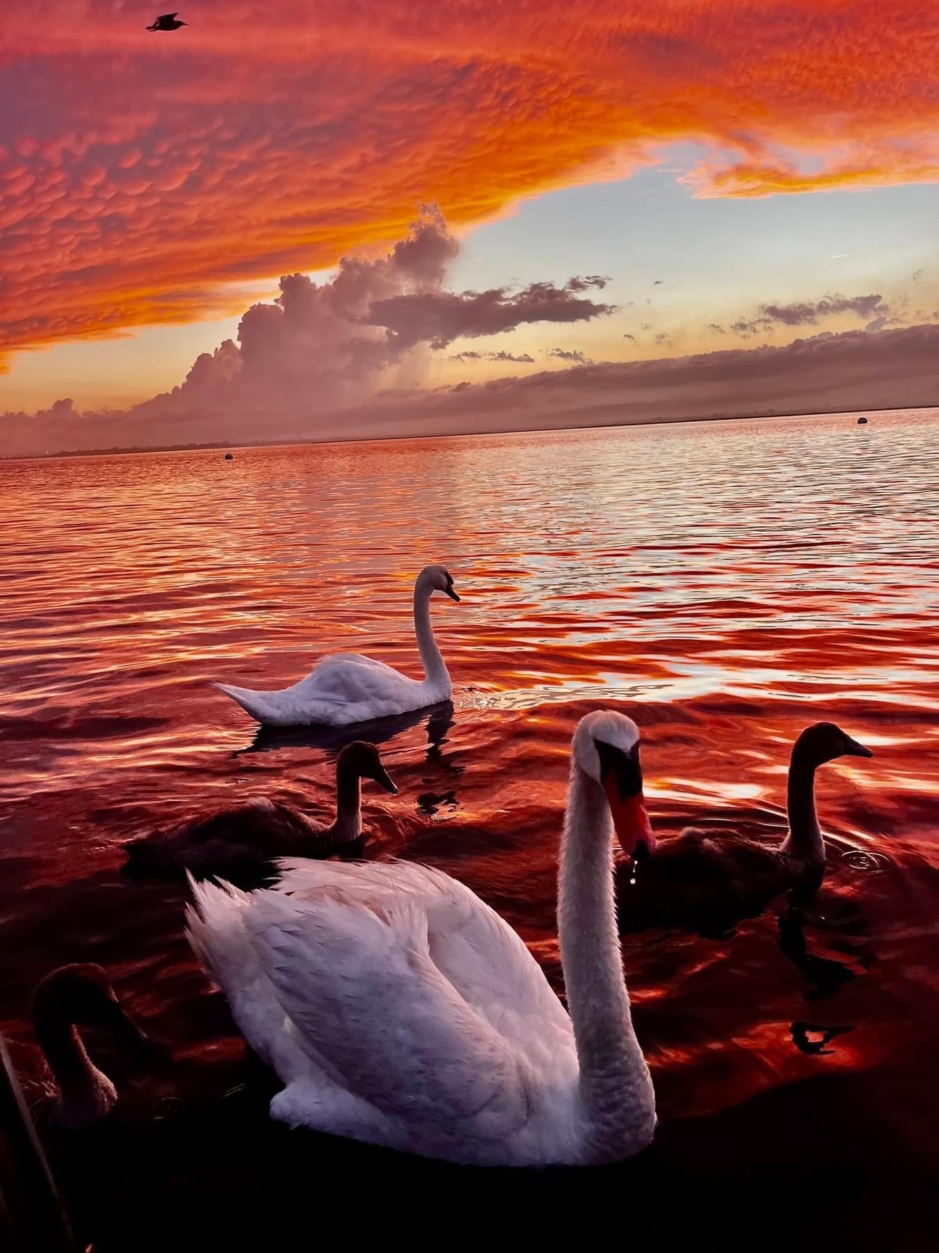 Swans on a ocean with a vibrant sunset sky NYC